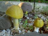 Amanita sp.