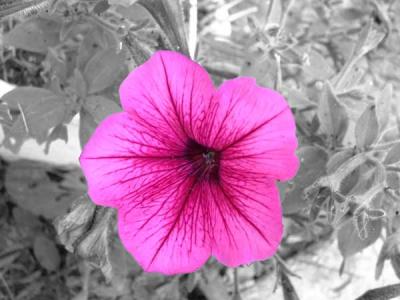 u35/rsweatt/medium/23281642.flower5.jpg