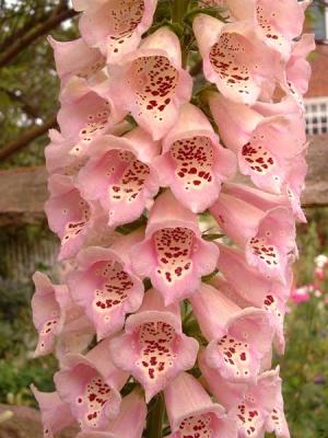 u35/rsweatt/medium/23281646.flower7.jpg