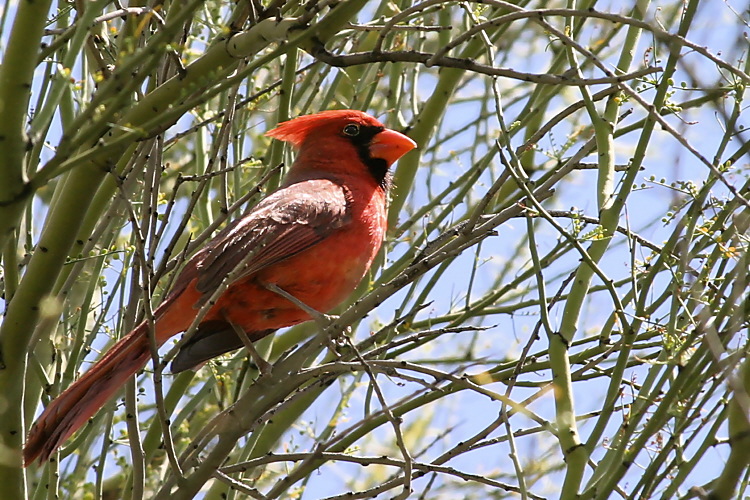 Arizona Cardinal (1018)