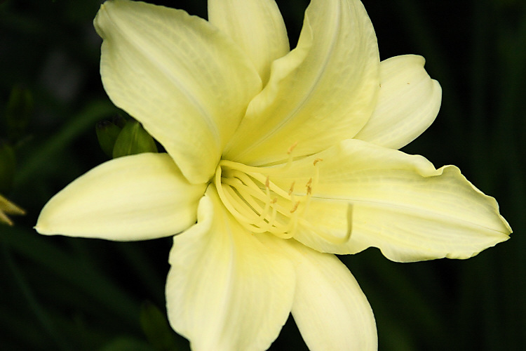  Day Lily (1602)