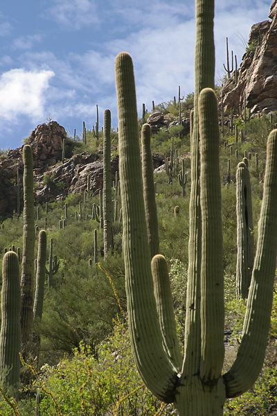 Tucson Saguaros (4223)
