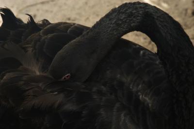 Black Swan 5912.jpg