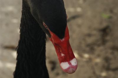 Black Swan 5917.jpg