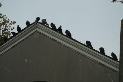 Pigeons 6079.jpg