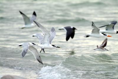 flock.jpg