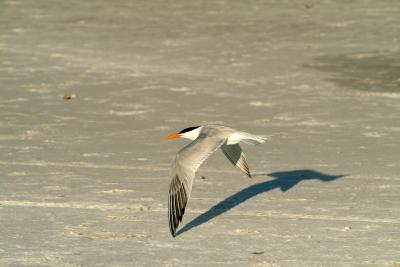 DSCF2532.JPG