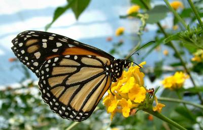 BUTTERFLIES and BUGS