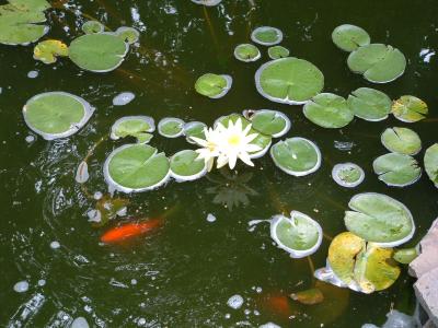 Yellow lilies + comets