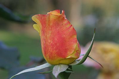 Autumn 2003