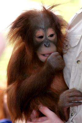 Orangutan Baby 1024.jpg