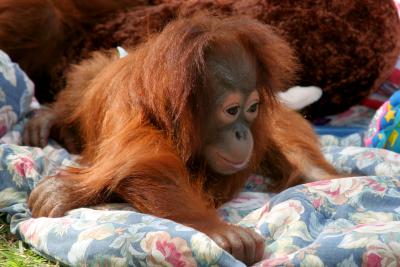 Orangutan Baby 2025.jpg
