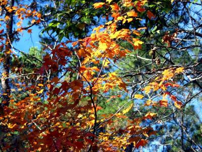 Fall Colors - Toledo Bend
