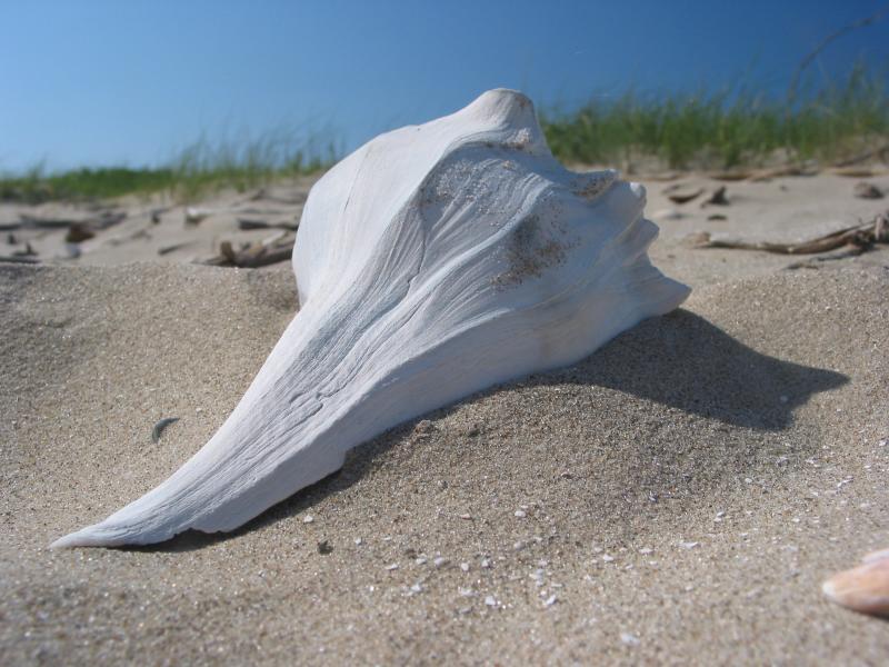 Taken on Martins Beach - Louisiana