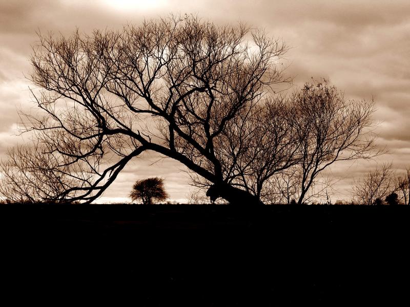 Trees at Sabine Pass Cemetary