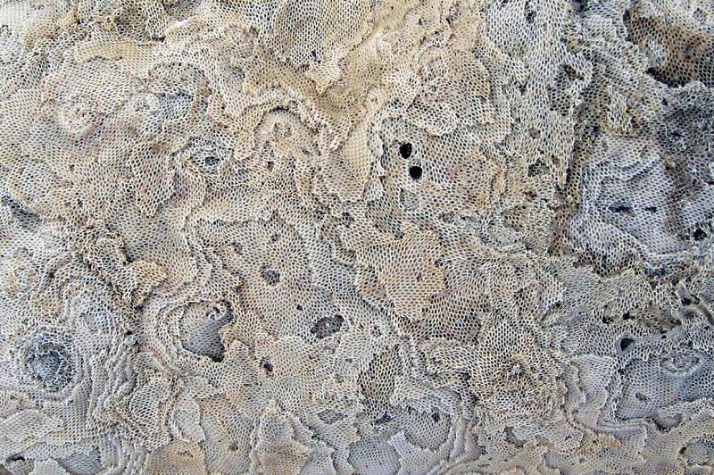Macro - Coral