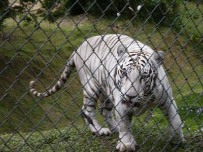 Namaste the White Tiger at Panaewa Zoo
