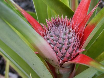 Young Pineapple Fruit