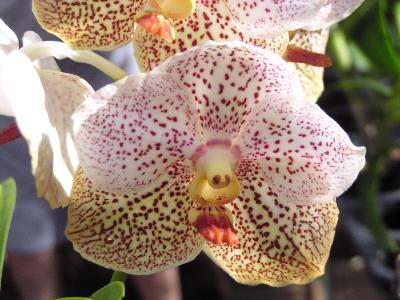 Vanda