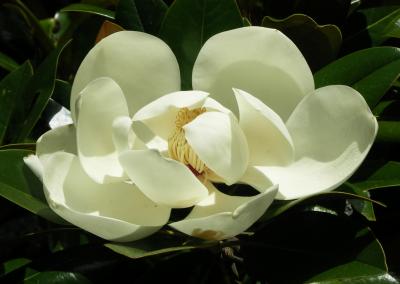 Magnolia