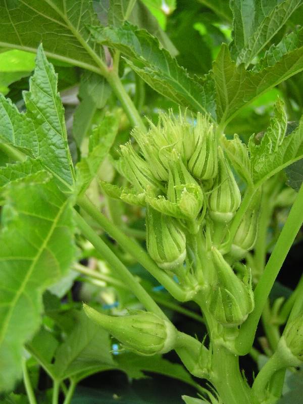 Young Okra