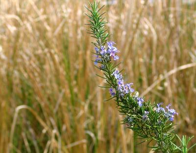 Rosemary and Vetiver With a History