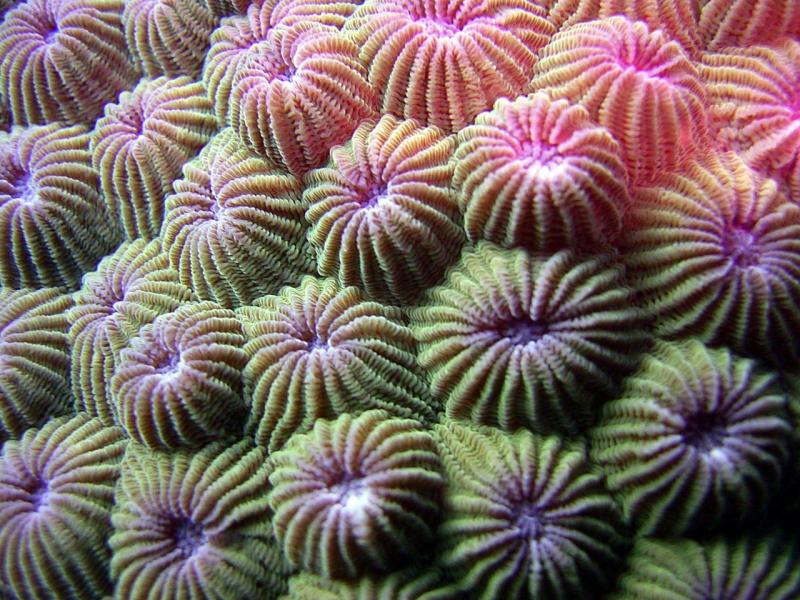 close up polyps