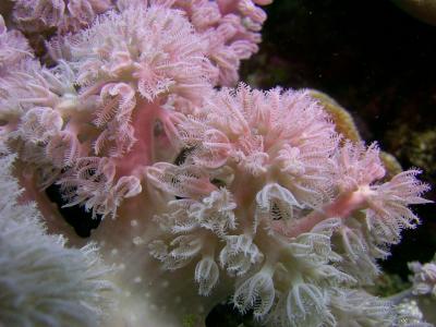 delicate feeding coral