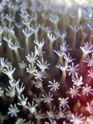 tiny polyps