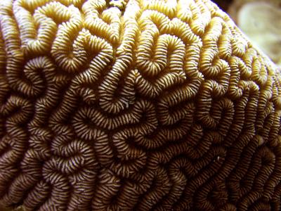 so why is it called brain coral