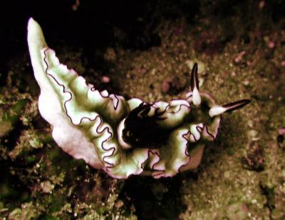 Nudibranch