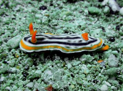 Nudibranch