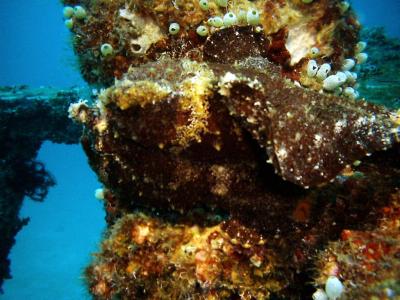 Frog Fish - Look Closely, it is Facing to the Left