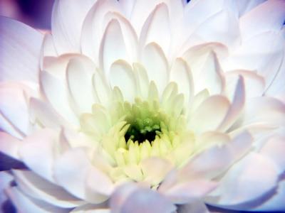 Blooming