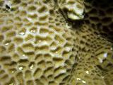 bouldar coral close up