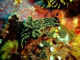 Diving Sabang