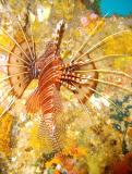 Lion Fish