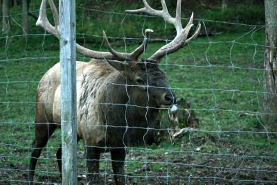 Elk