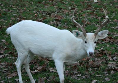 Elbino Deer