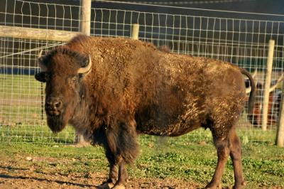 Bison