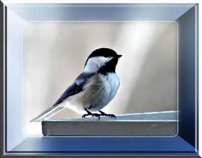 Chickadee