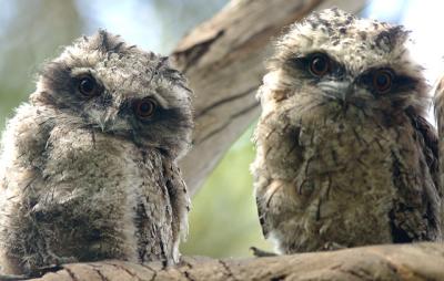 Young tawnie frogmouths