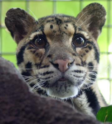 Clouded leopard