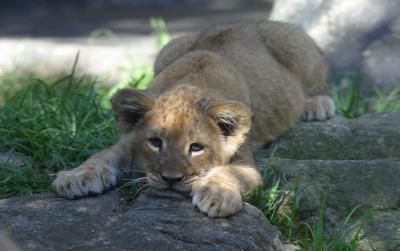 Cub stalking