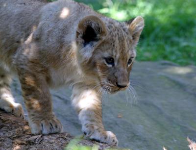 Cub stalking again