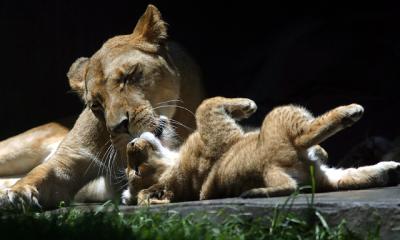 Lioness and cub - playtime!