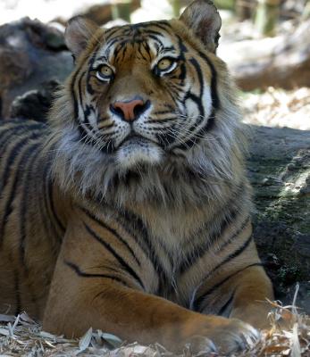 Sumatran tiger