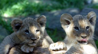 Two cubs