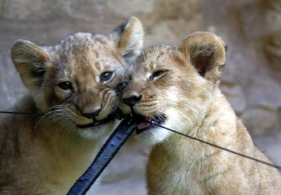 Cubs flossing!