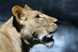 Lioness profile
